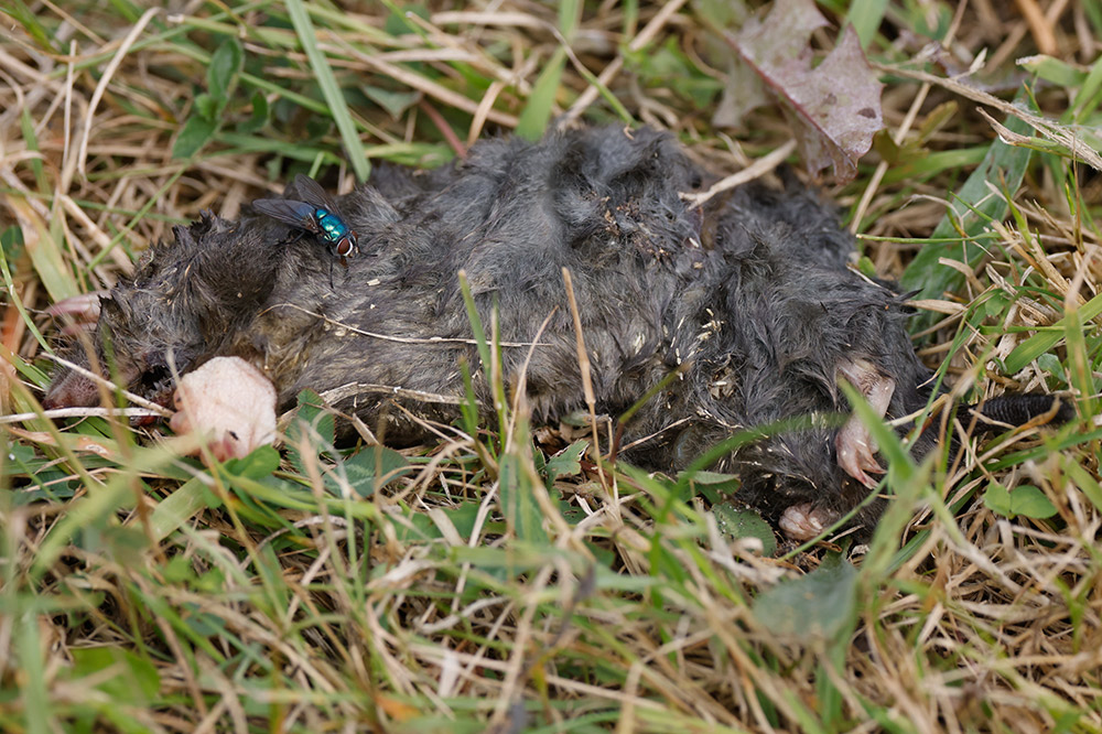 dead mole